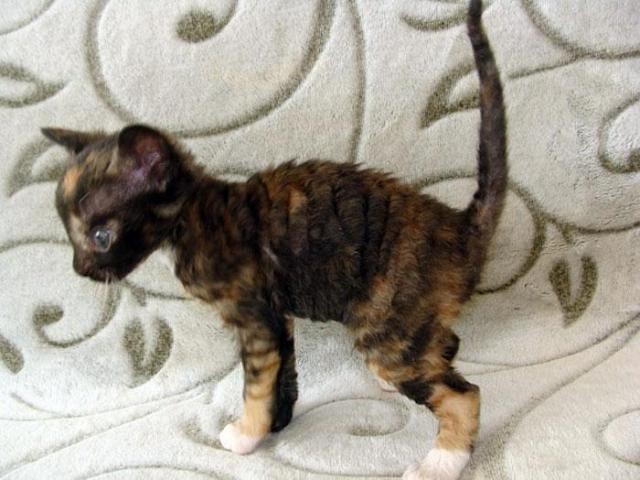 купить котёнка