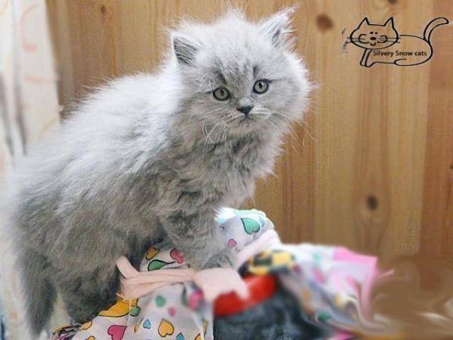 Длинношерстные  британские котята