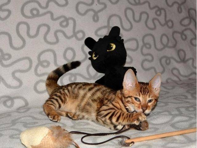 Бенгальские котята