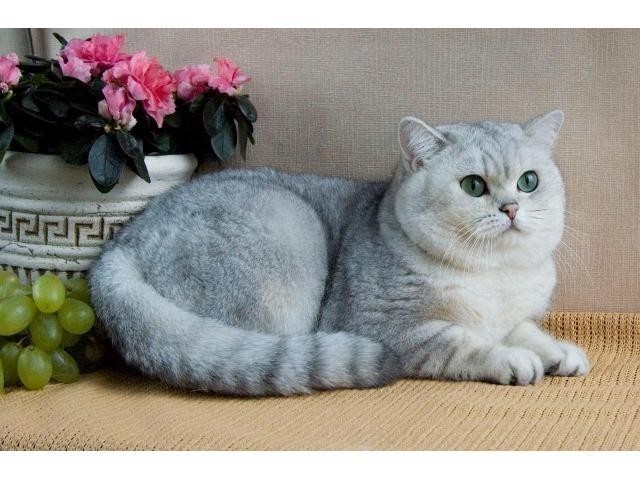 Продажа элитных британских котят в Чехии